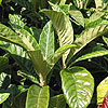 Eriobotrya japonica
