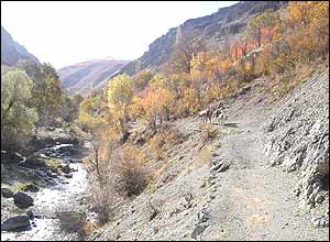 علی افضل صمدی