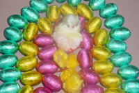 Cyw ac wyau gan Liam