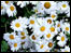 Daisies in Platt Fields Park