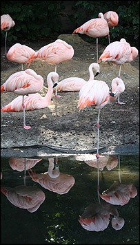 flamingoes203.jpg
