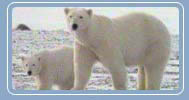 Polar Bear