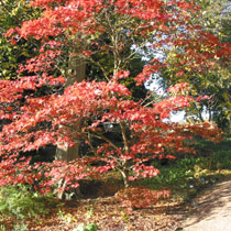 Acer palmatum
