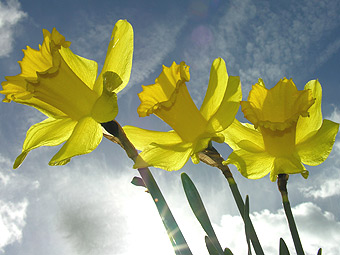 Daffodiliau