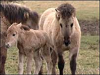 Horse and foal