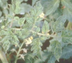 tobacco mosaic virus