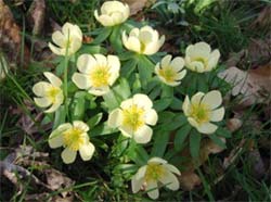 eranthis schwefelglanz