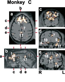 Brain scan of monkey (image: Journal of Neuroscience, 29 (2009), pp. 14463-14471)