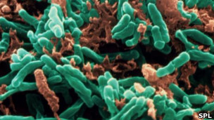 туберкульоз