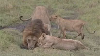 Lions drinking from a puddle